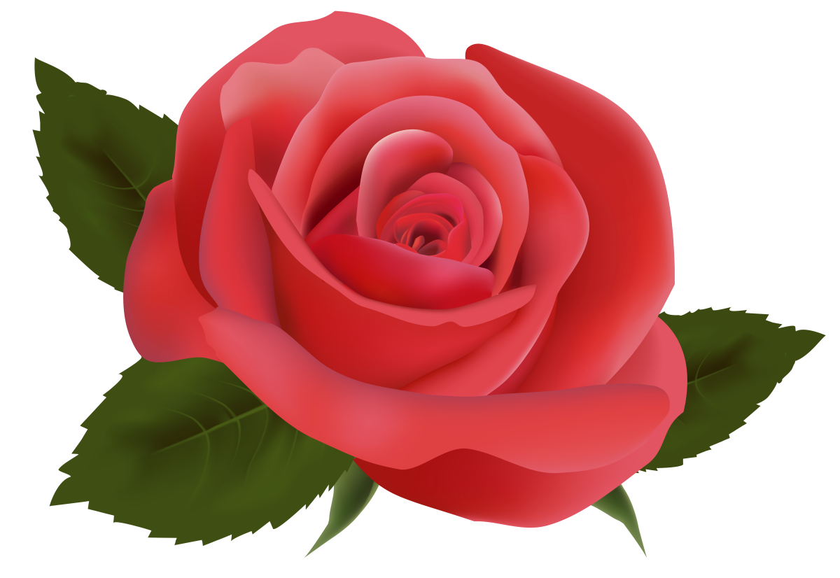Розы на прозрачном фоне