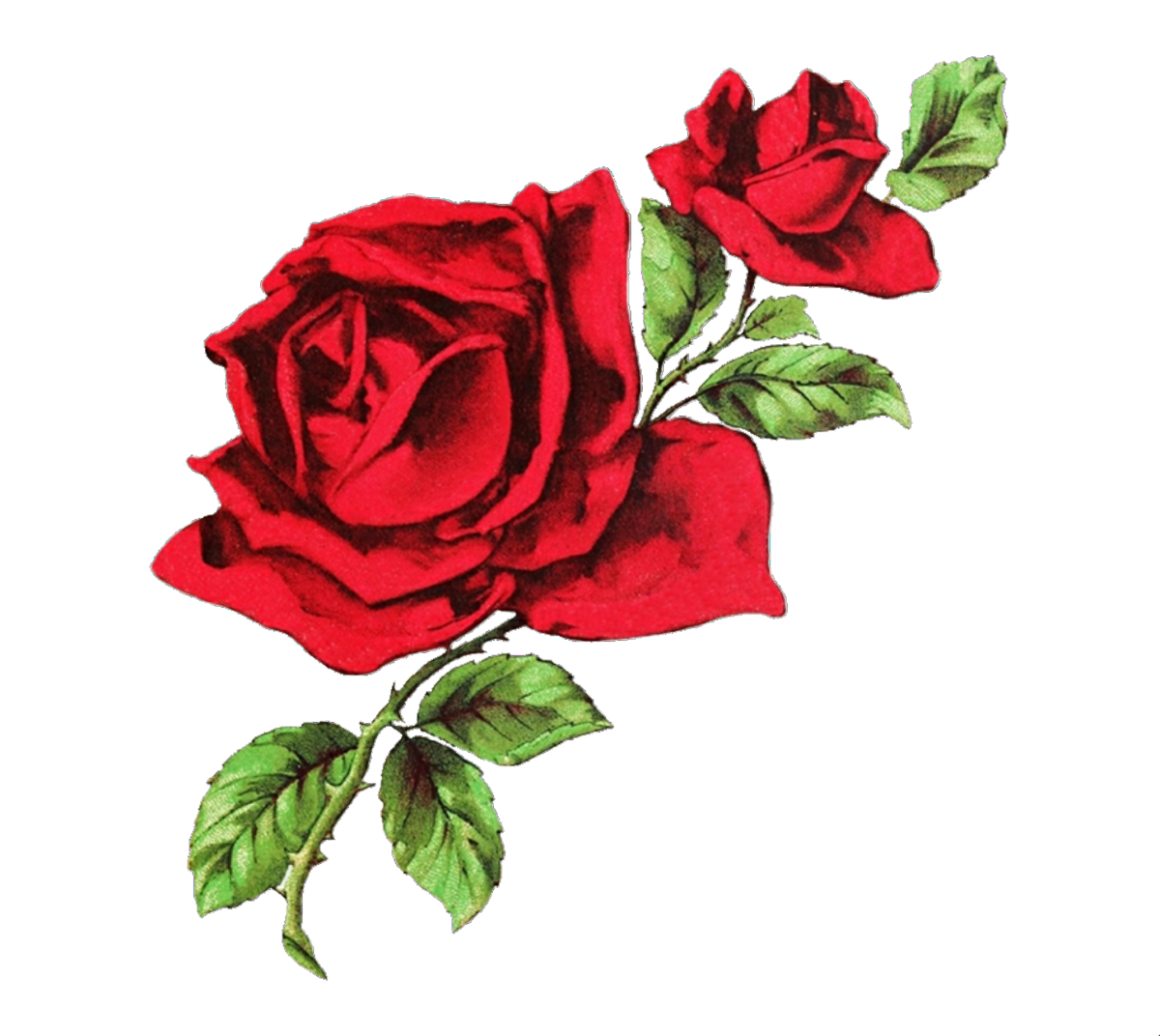 Нарисовать розу. Красные цветы на прозрачном фоне.