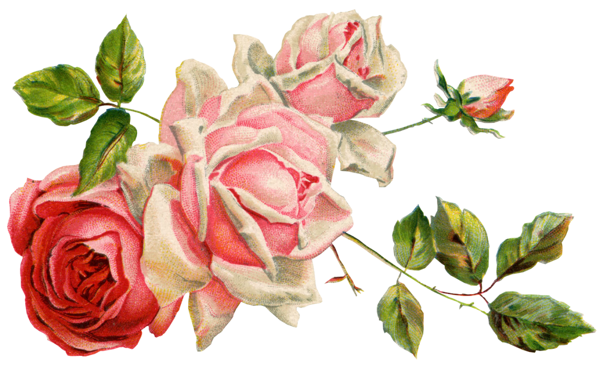 Красные розы