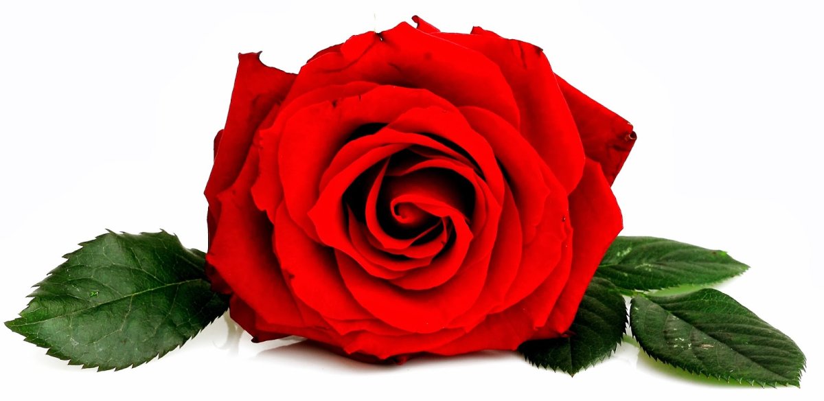 Роза на белом фоне