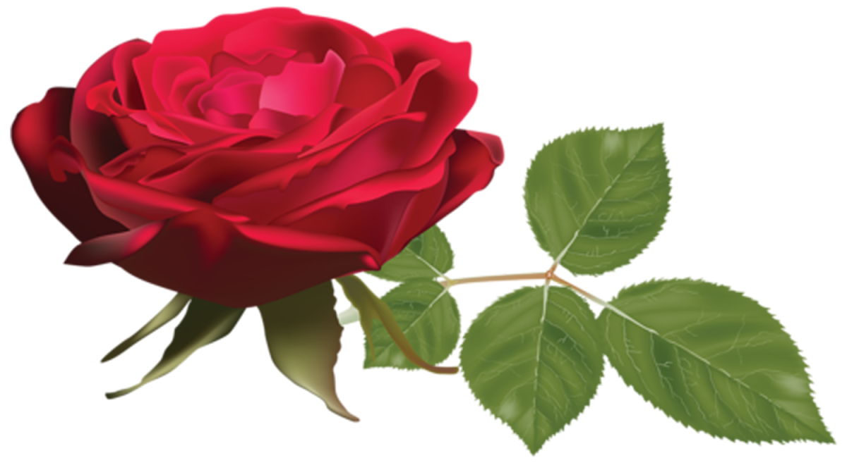 Красные розы