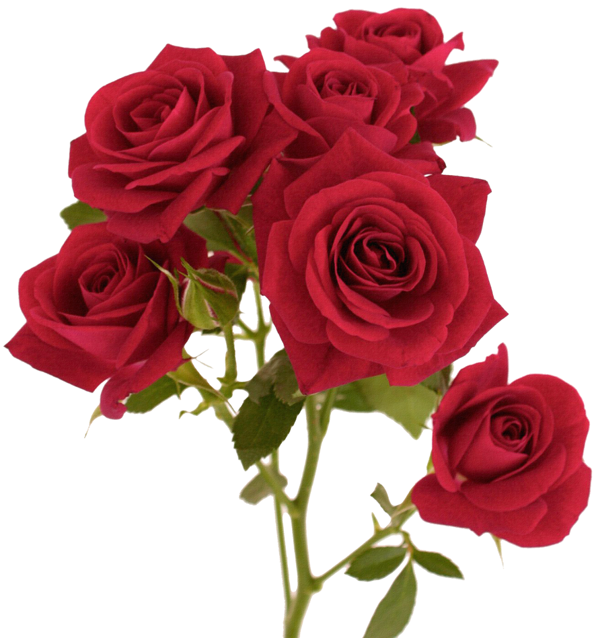 Розы Пинк Фловерс