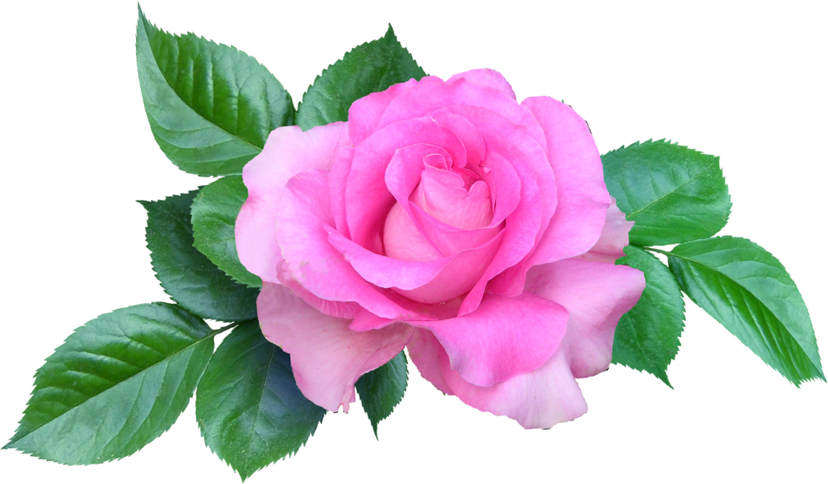 Растровая Графика цветы