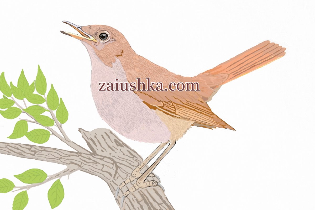 Соловей мультяшный