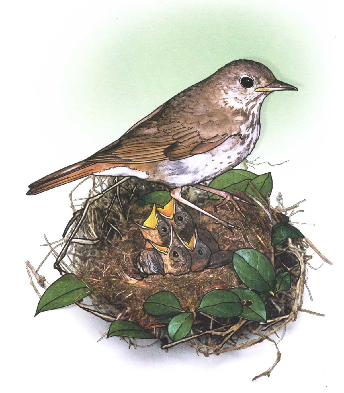 Соловей птица гнездо