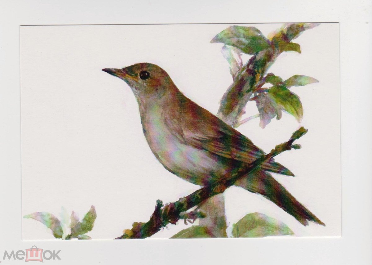 Соловей Перелетная птица