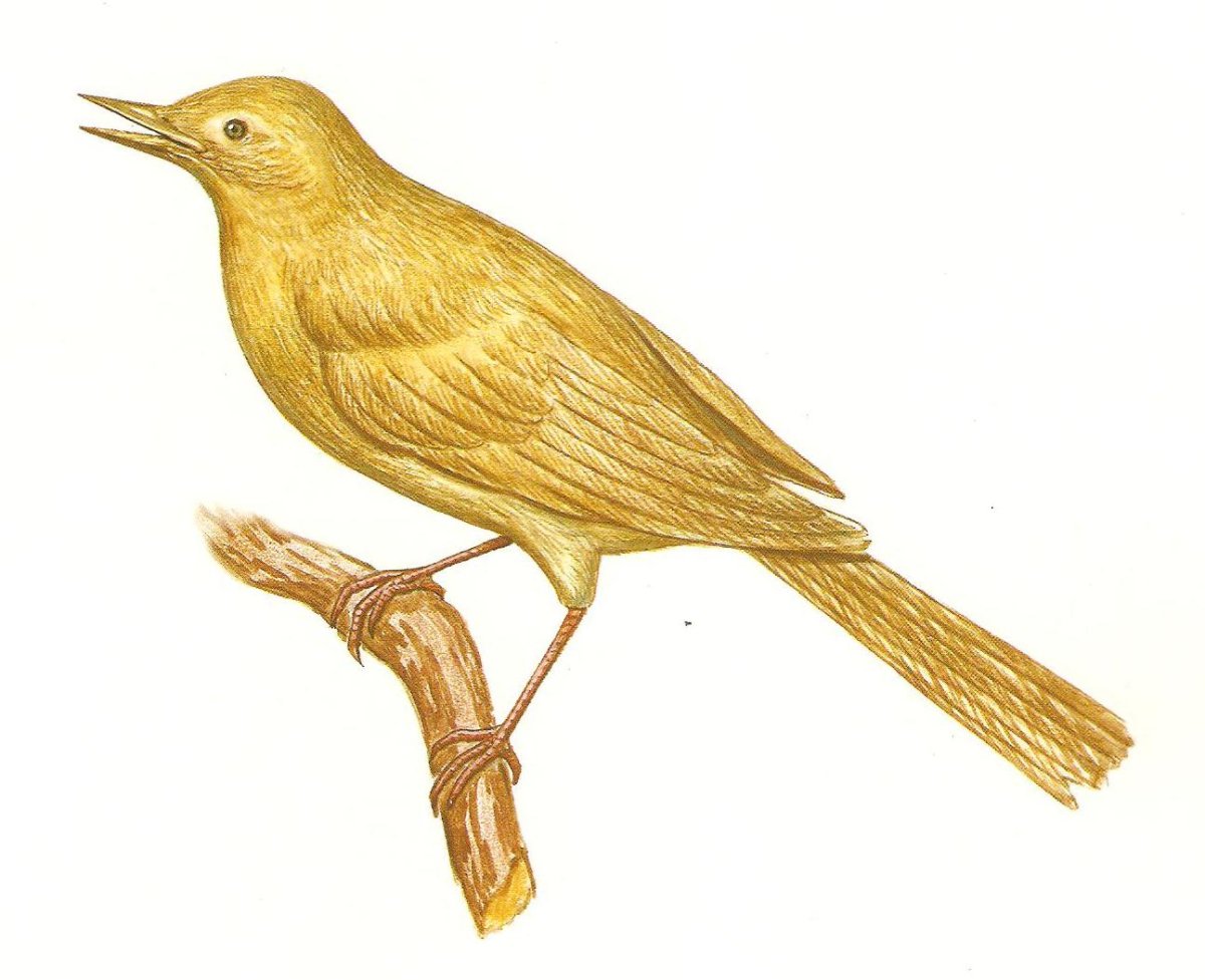 Соловей картинка на белом фоне