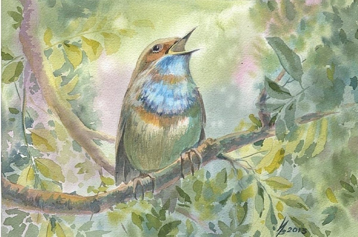 Птица Соловей вектор