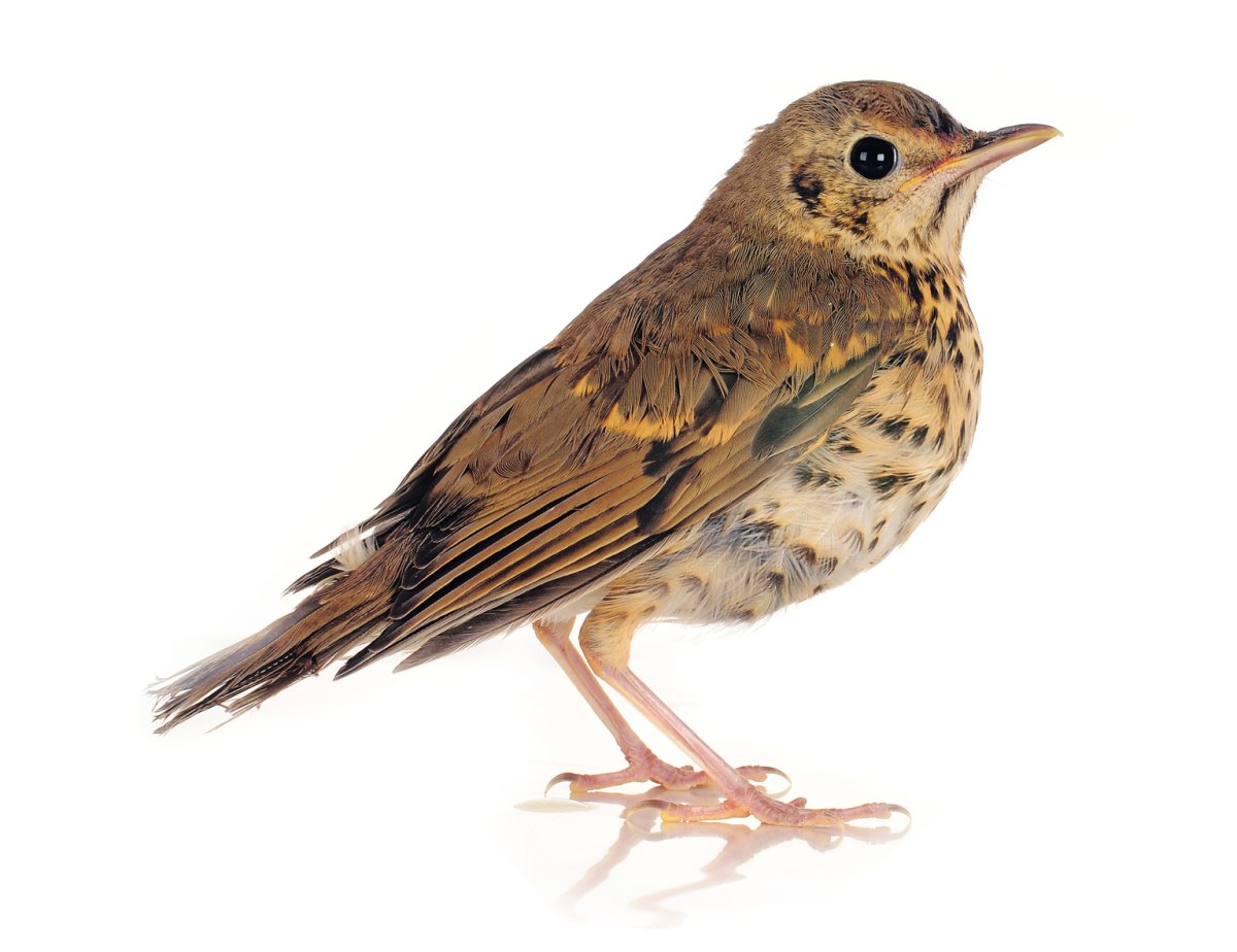 Голова соловья