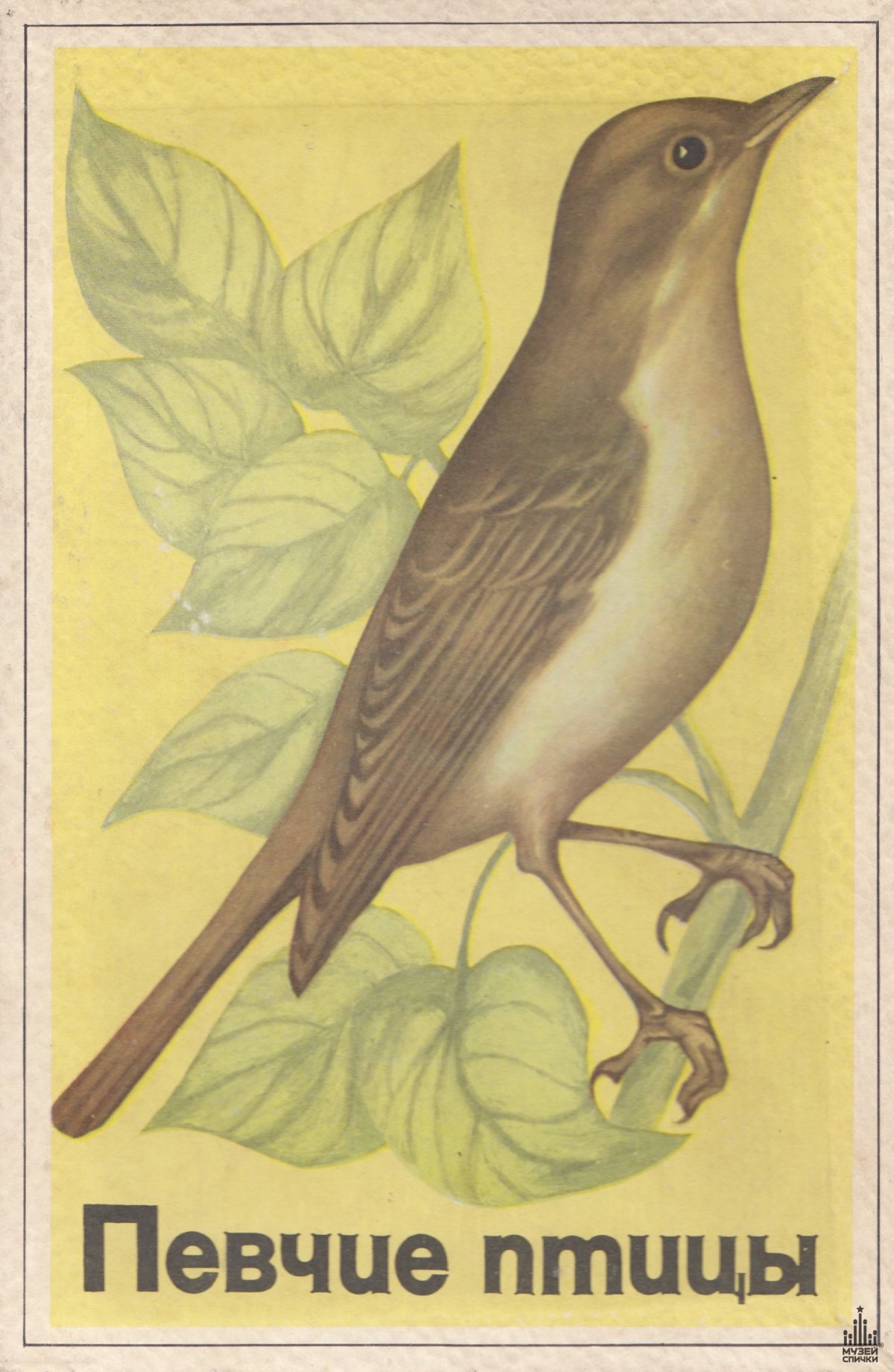 Голова соловья