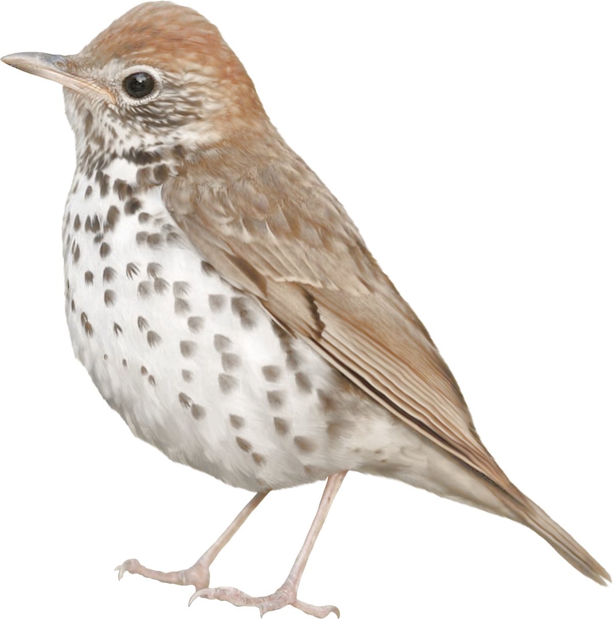 Птицы для детей