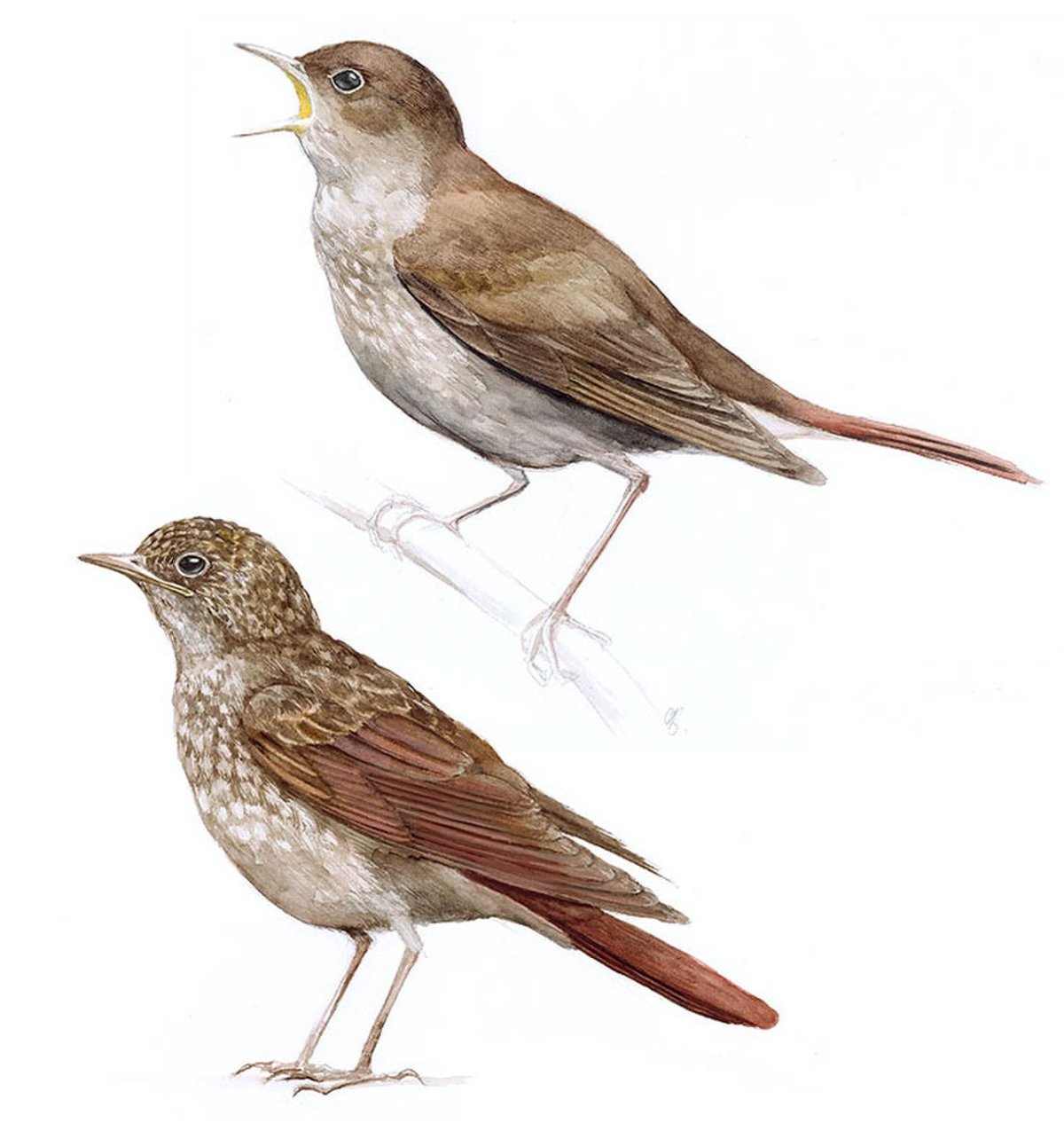 Поющая птица на белом фоне