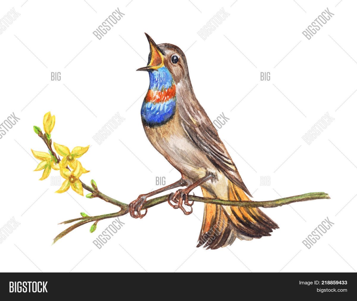 Соловей без фона