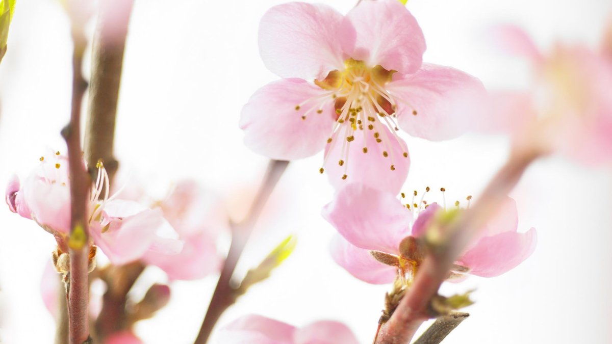 Весенняя ветка