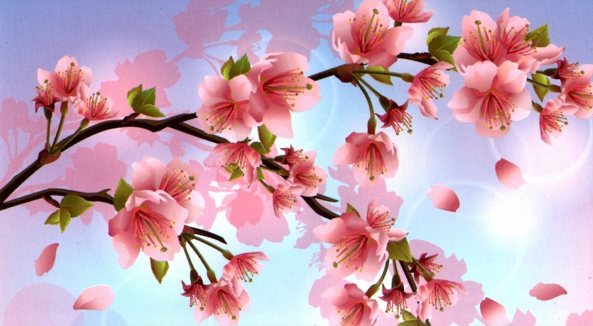 Черри блоссом обои
