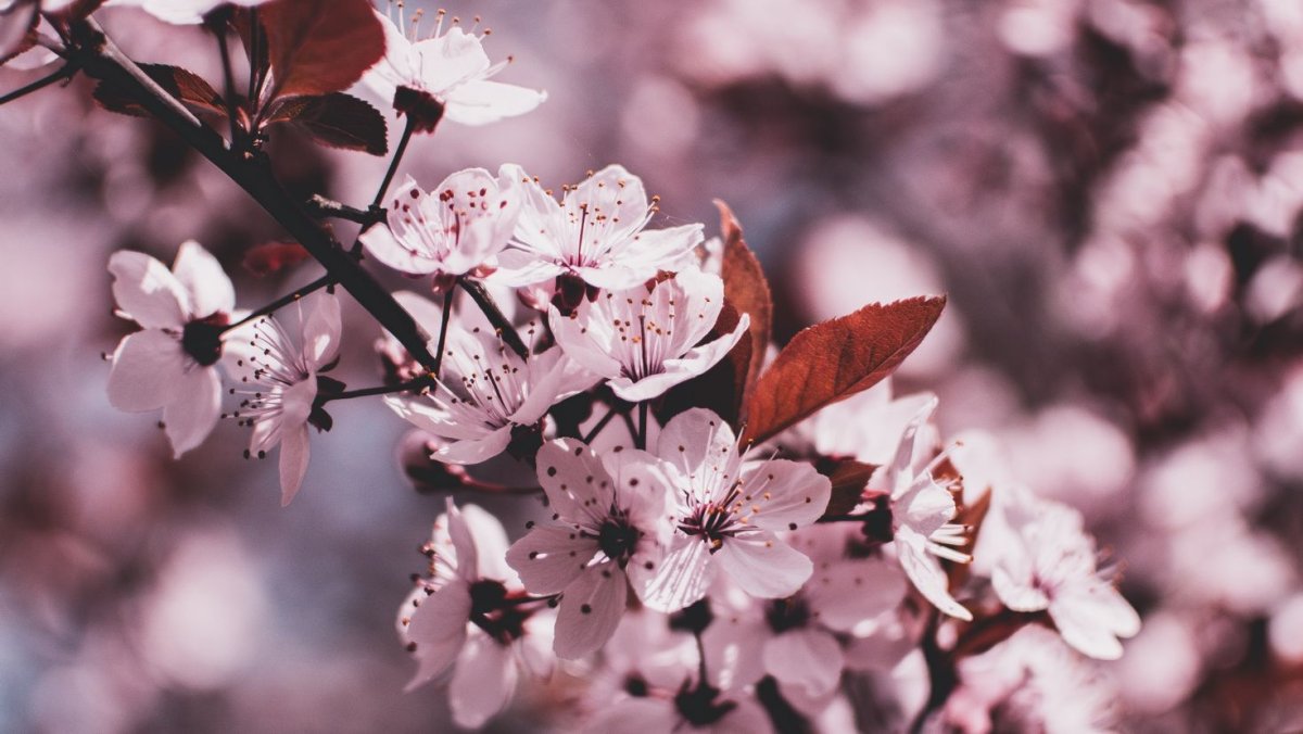 Обои на телефон цветы