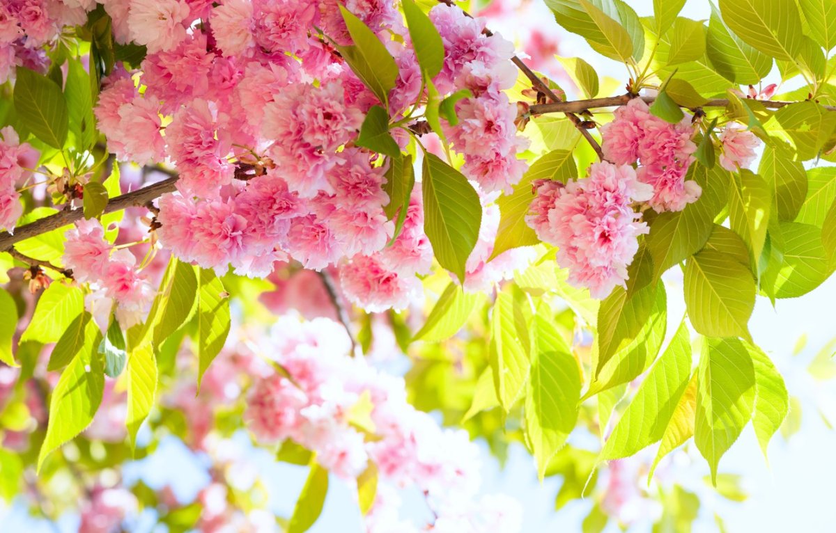 Цветущие ветки