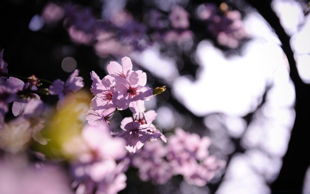 Цветущее дерево боке