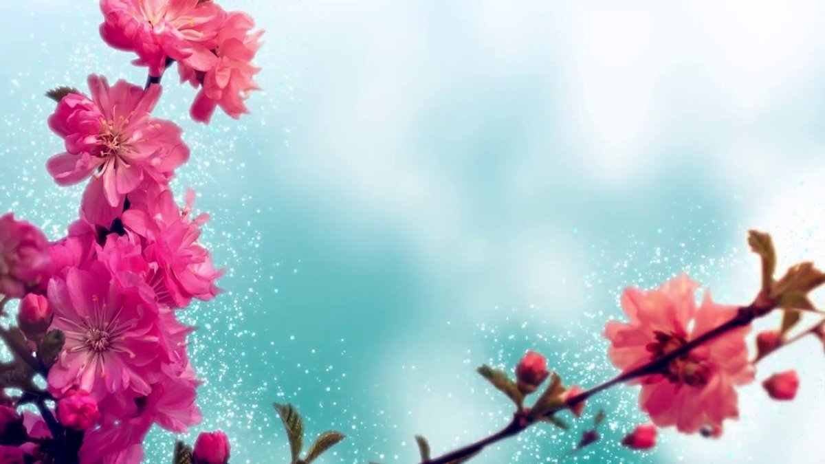 Ветка вишни