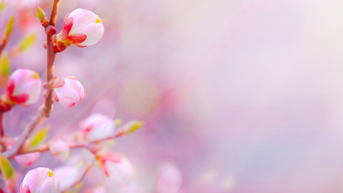 Красивый весенний фон