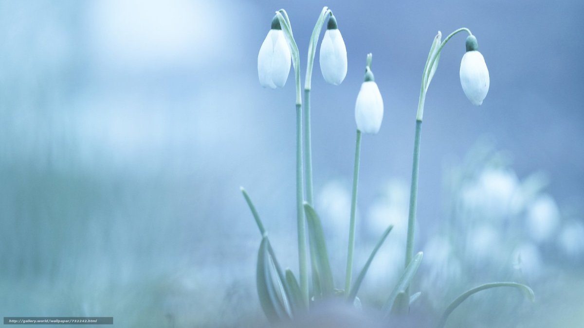 Светло голубые цветы