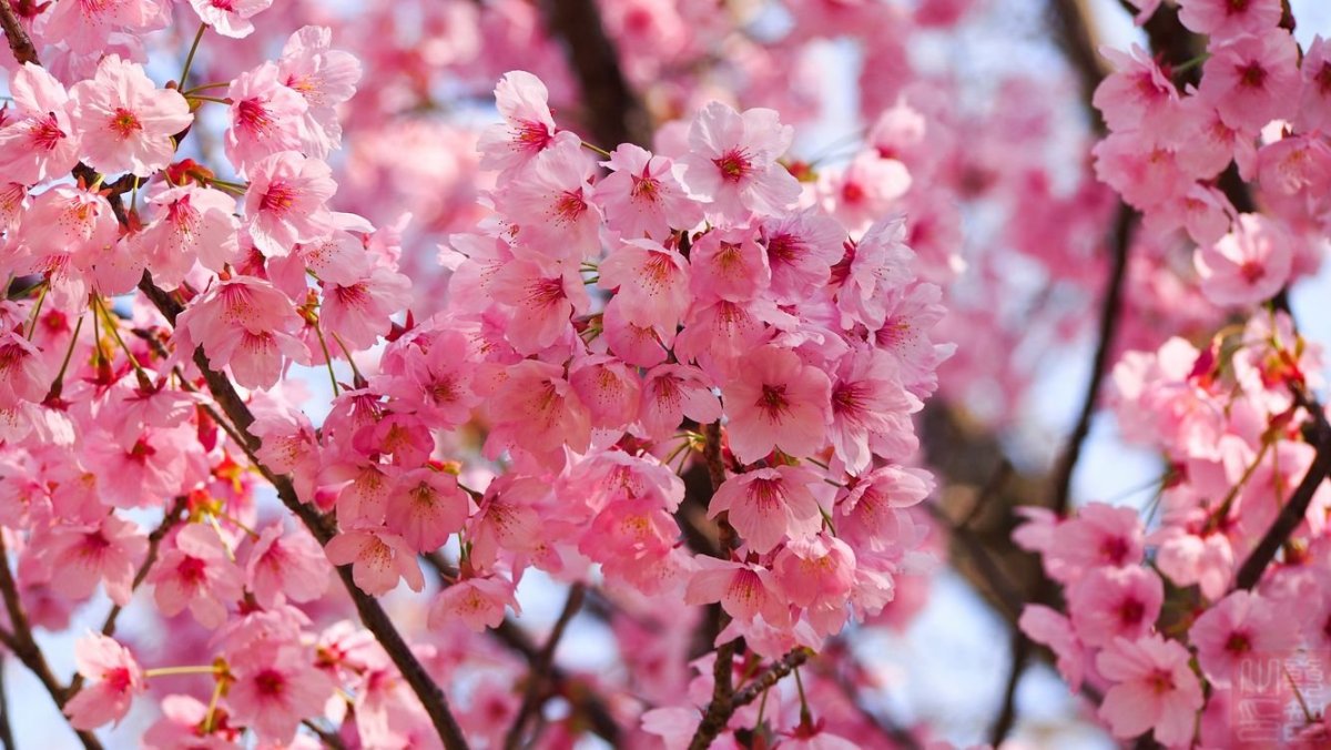 Обои вертикальные