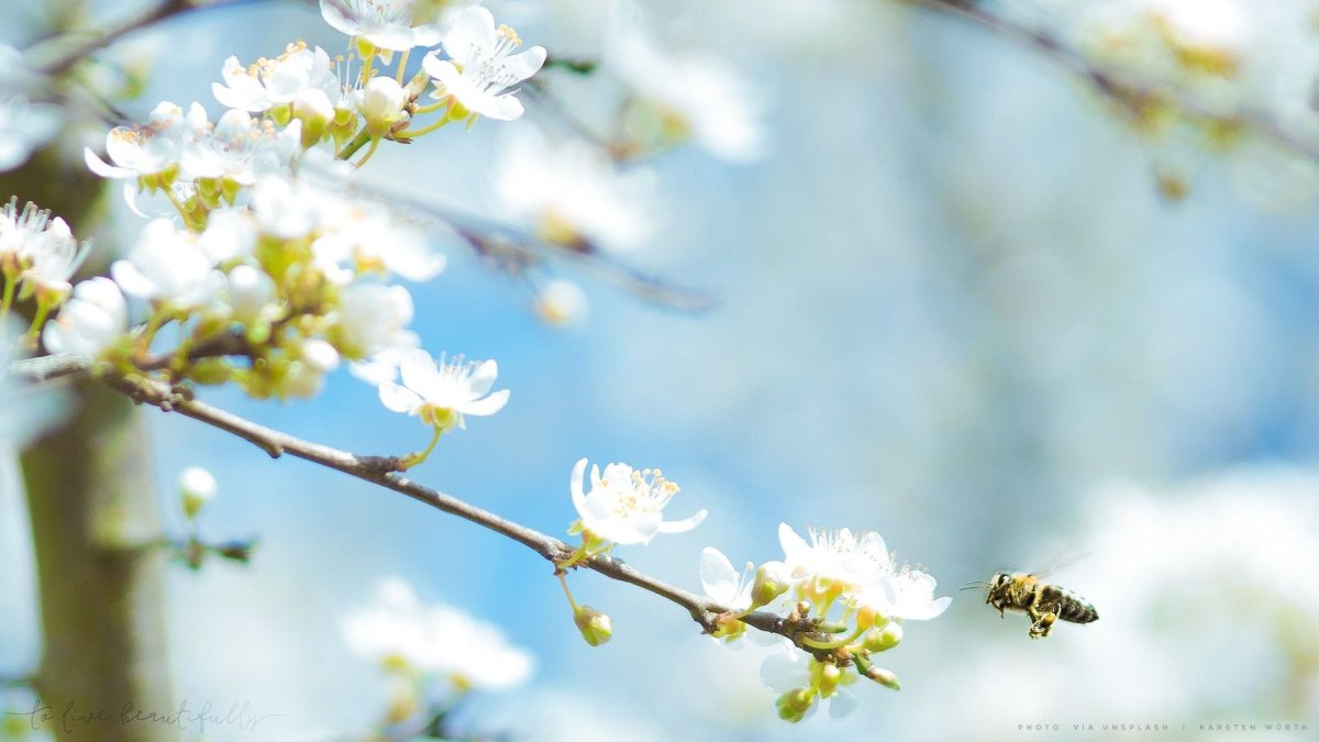 Ветка Сакуры