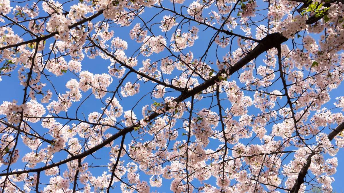 Весенний фон