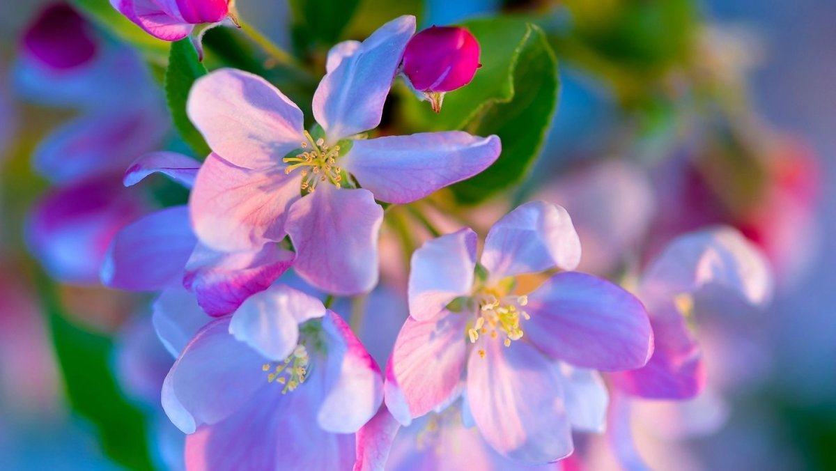 Яблоневый цвет