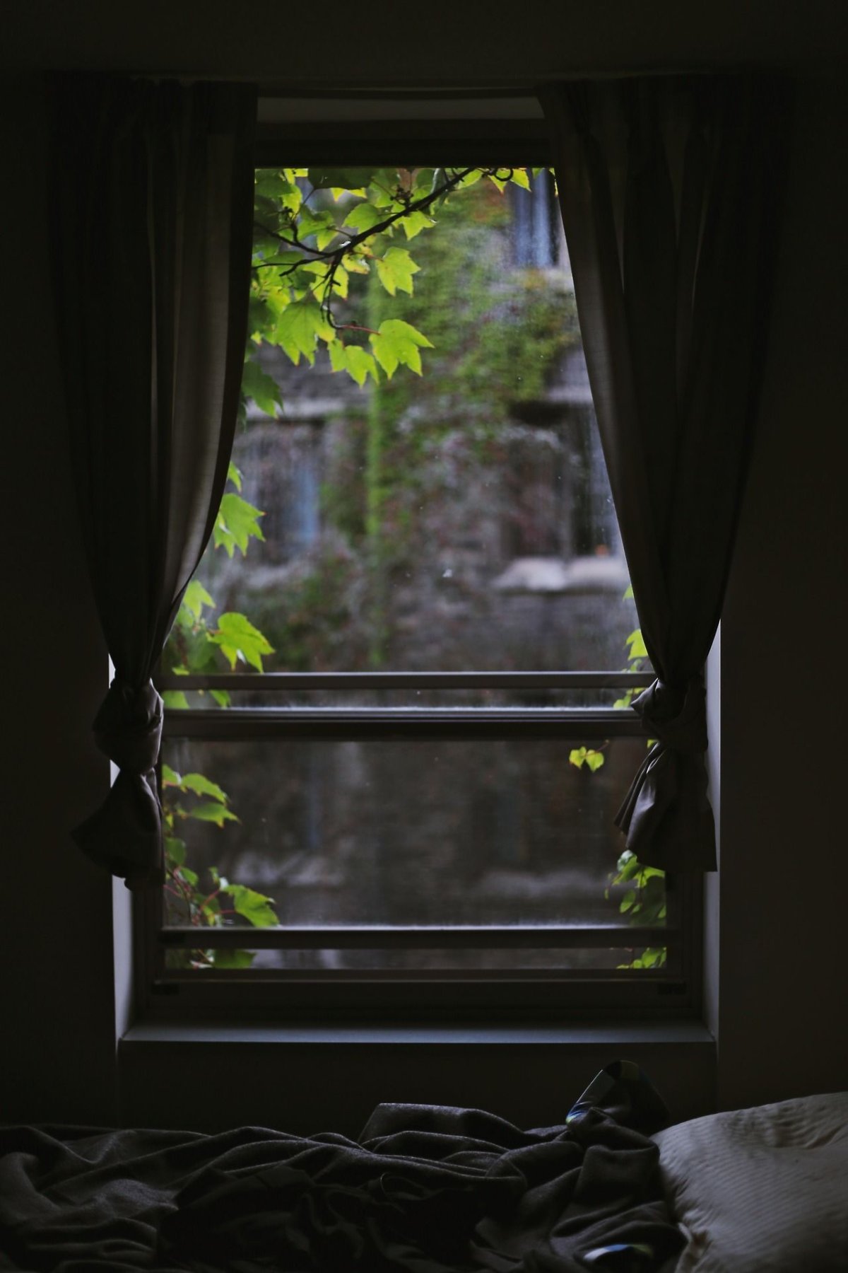 Зеленый вид из окна