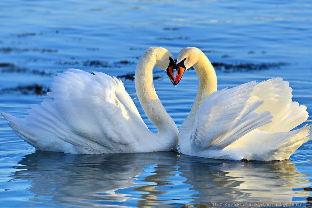 Люблю тебя лебеди