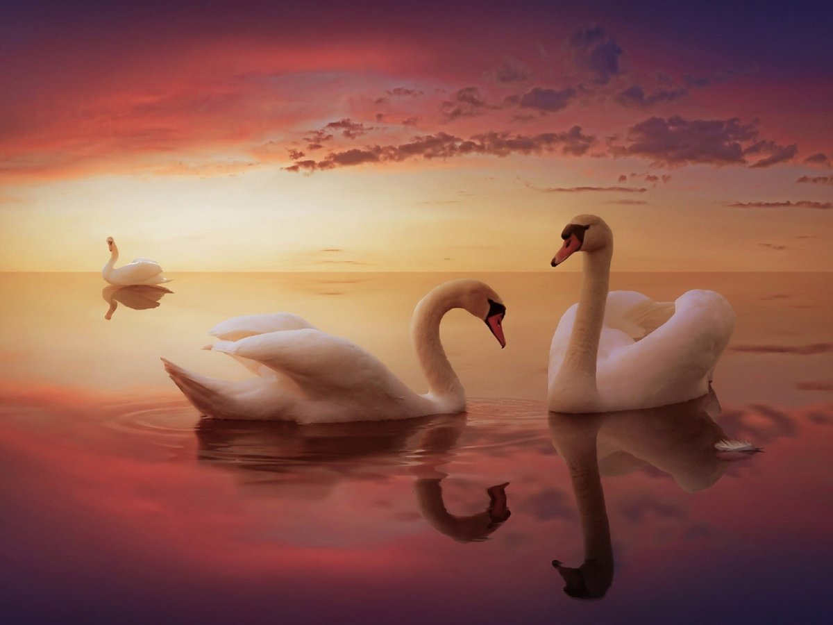 Любовь и лебеди