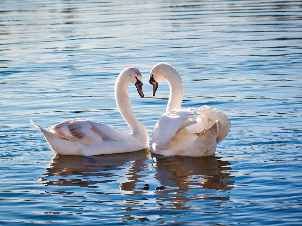Романтичные лебеди