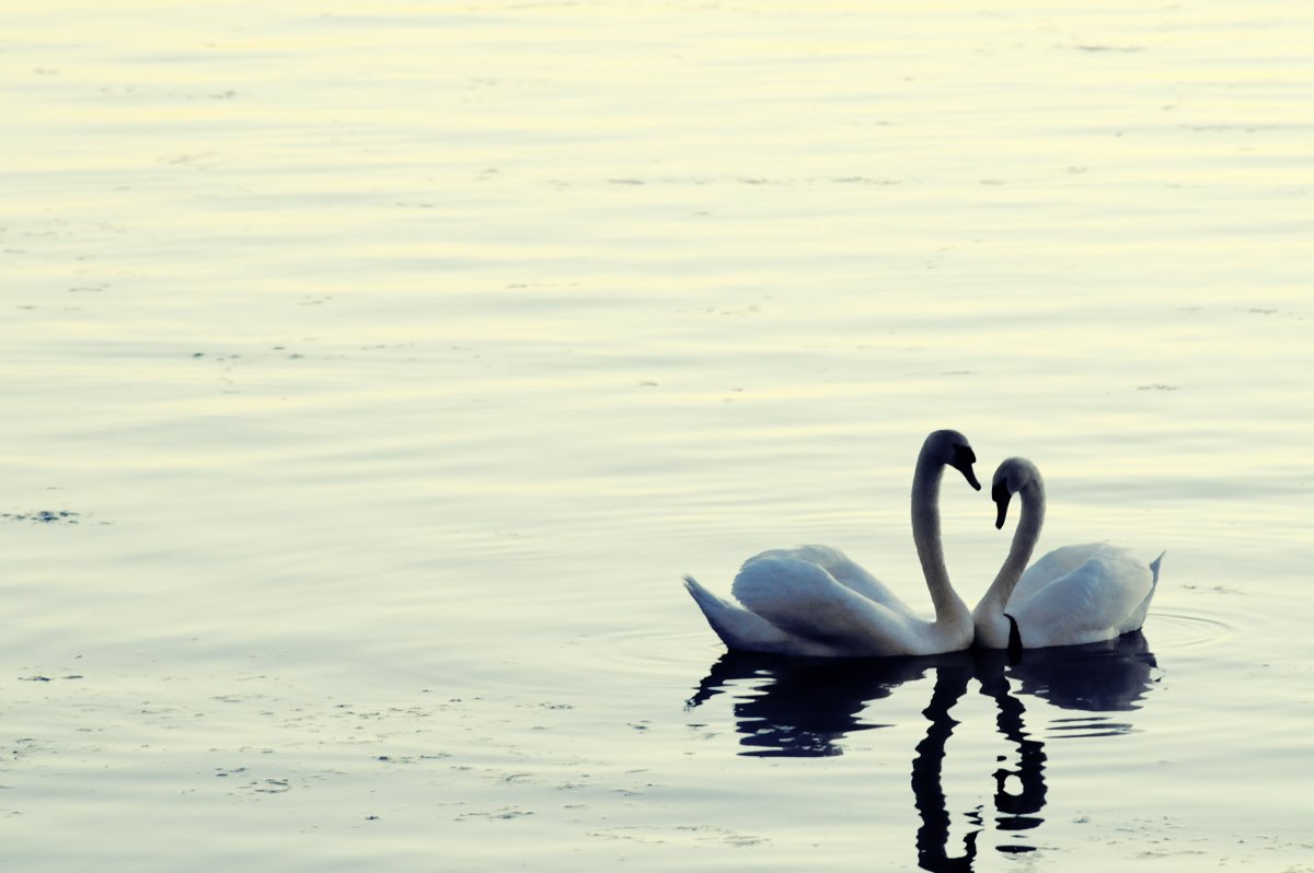 Лебеди сердце на закате