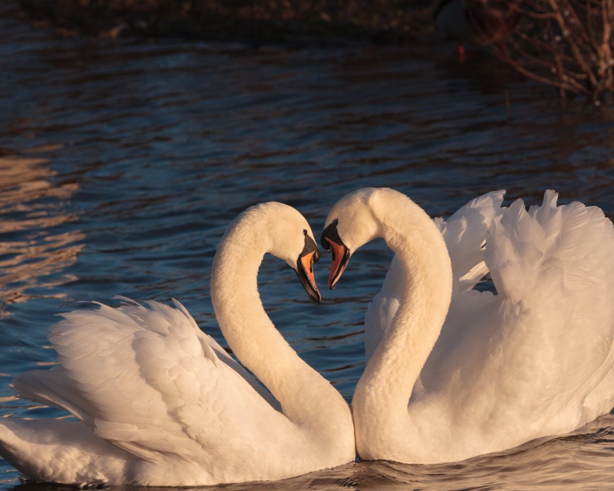 Два лебедя