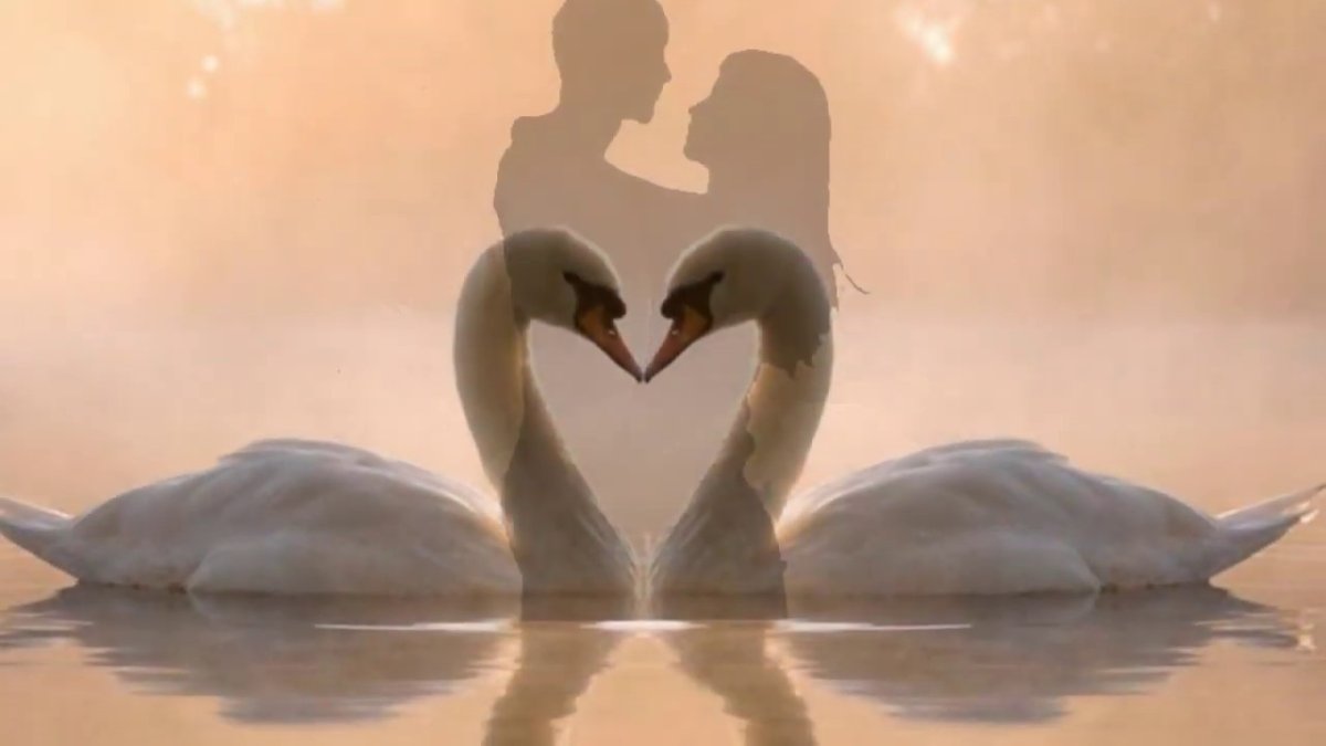 Лебединая верность