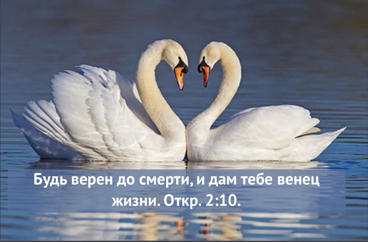 Лебеди символ верности