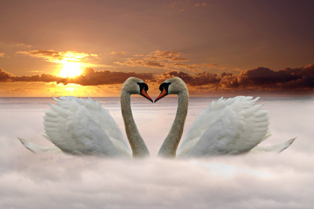 Фотосессия с лебедем