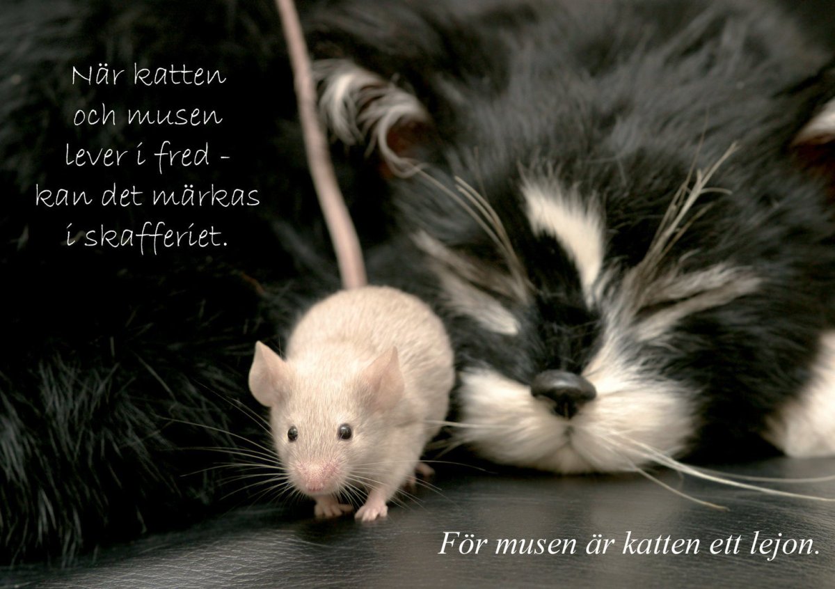 Котенок с мышкой