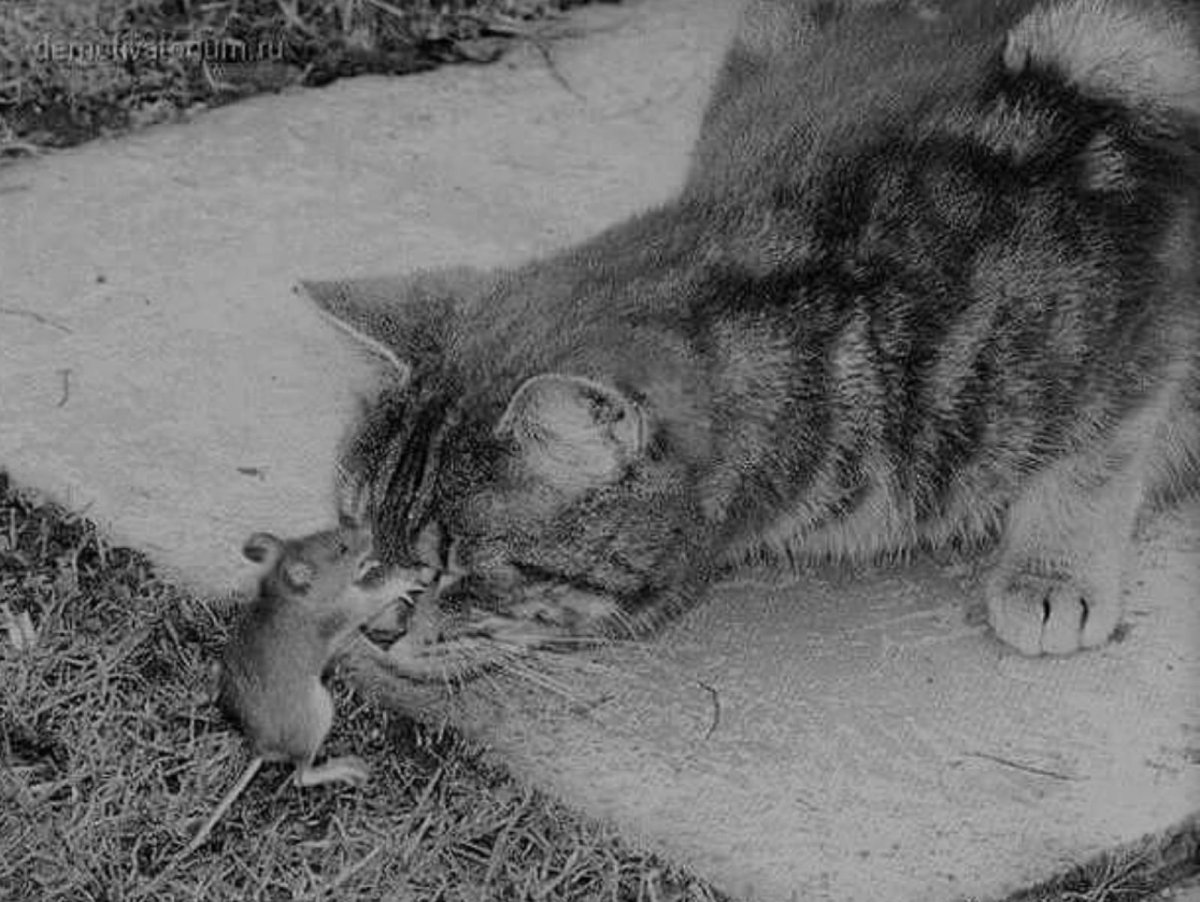 Кот ловит мышь