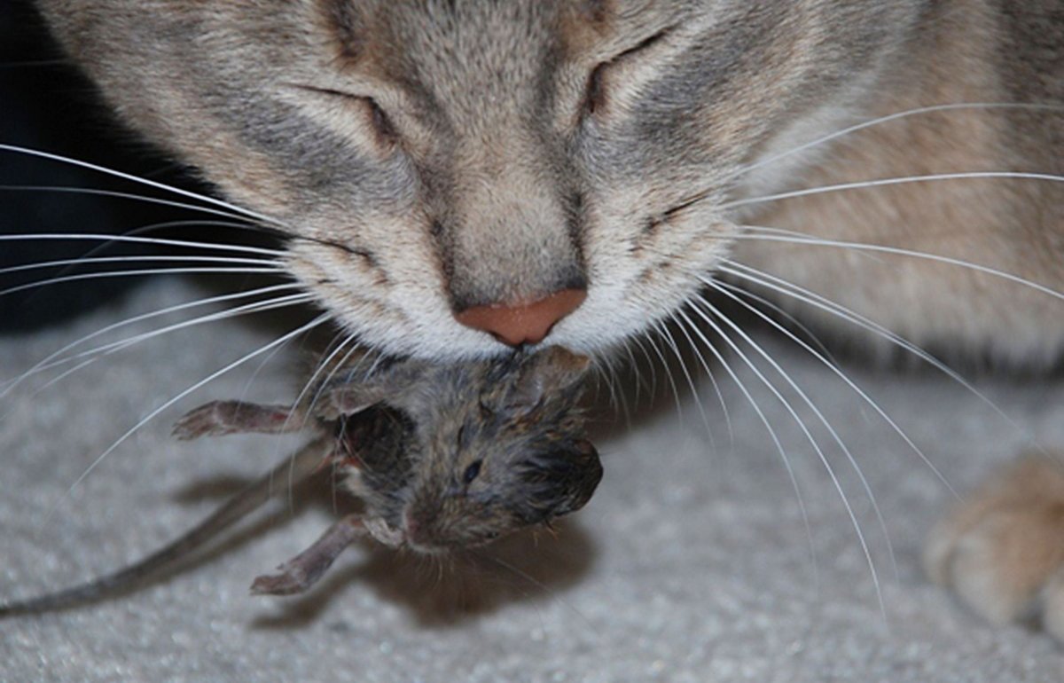 Кошка кушает мышку