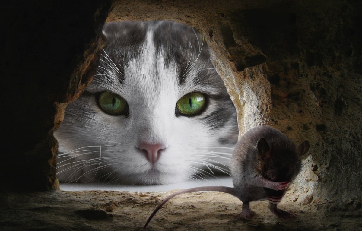 Кошка и мышь