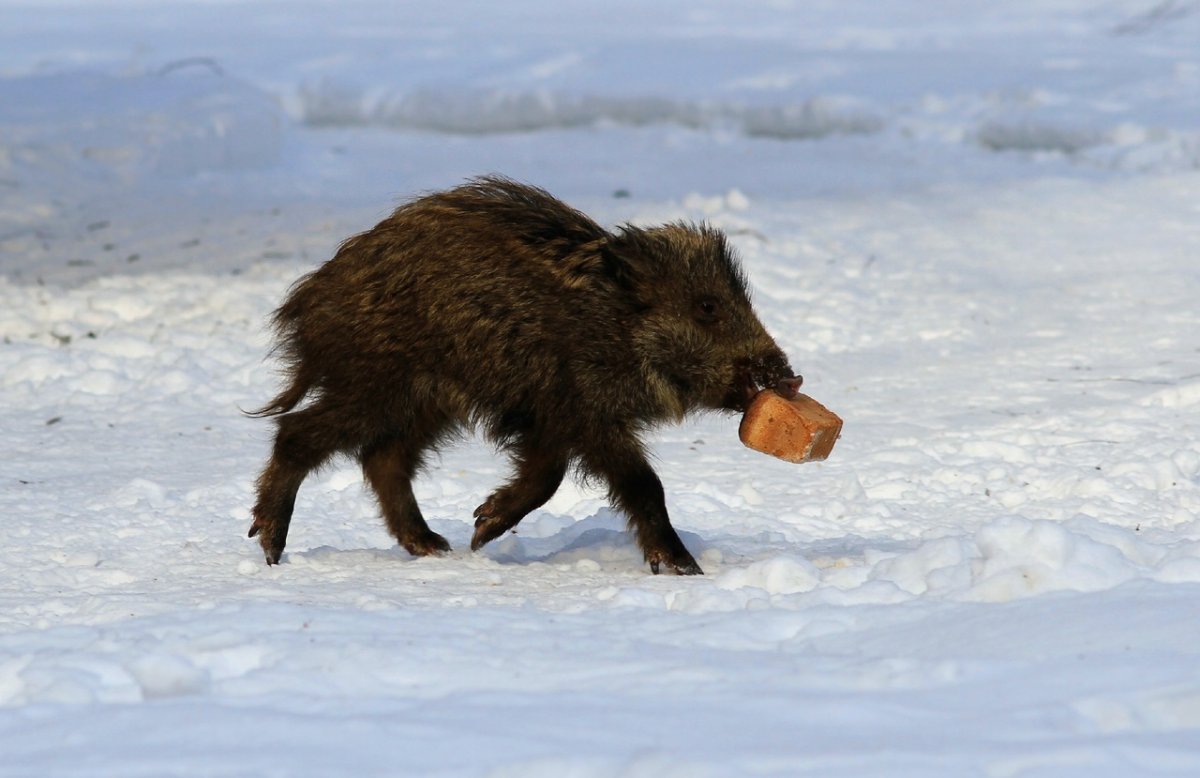 Кабанчик бежит