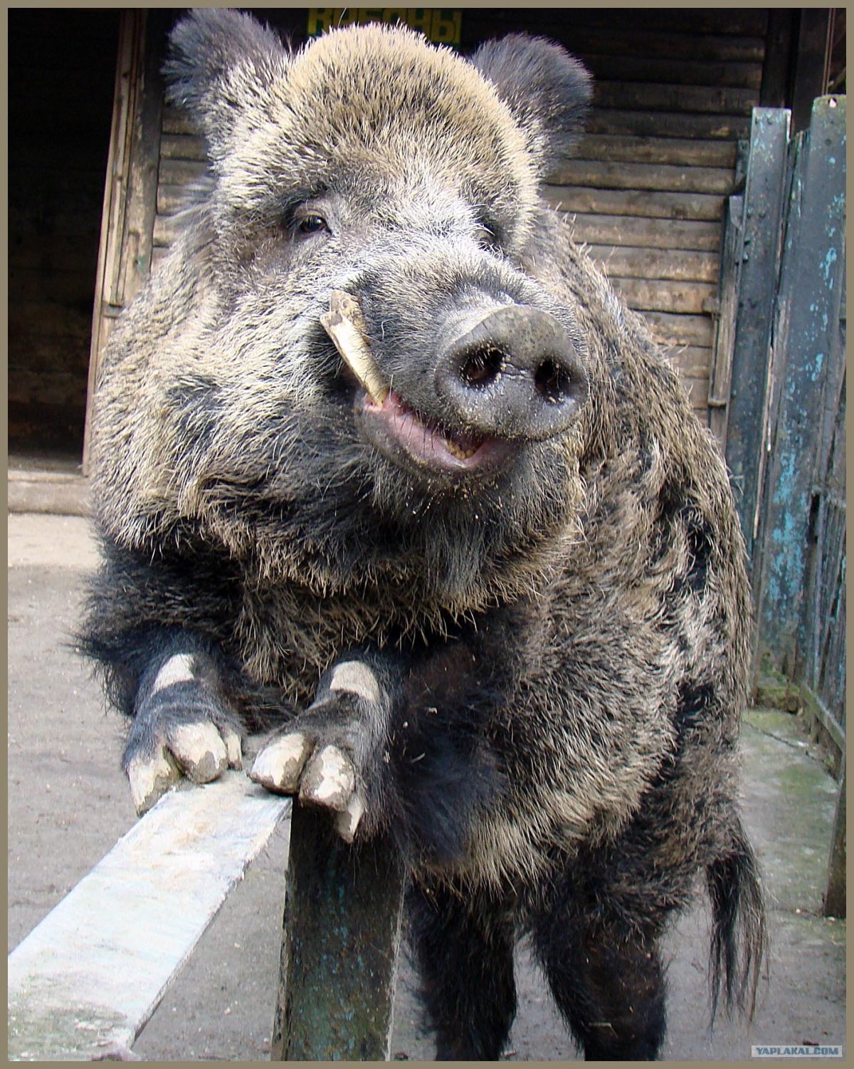 Кабан смешной