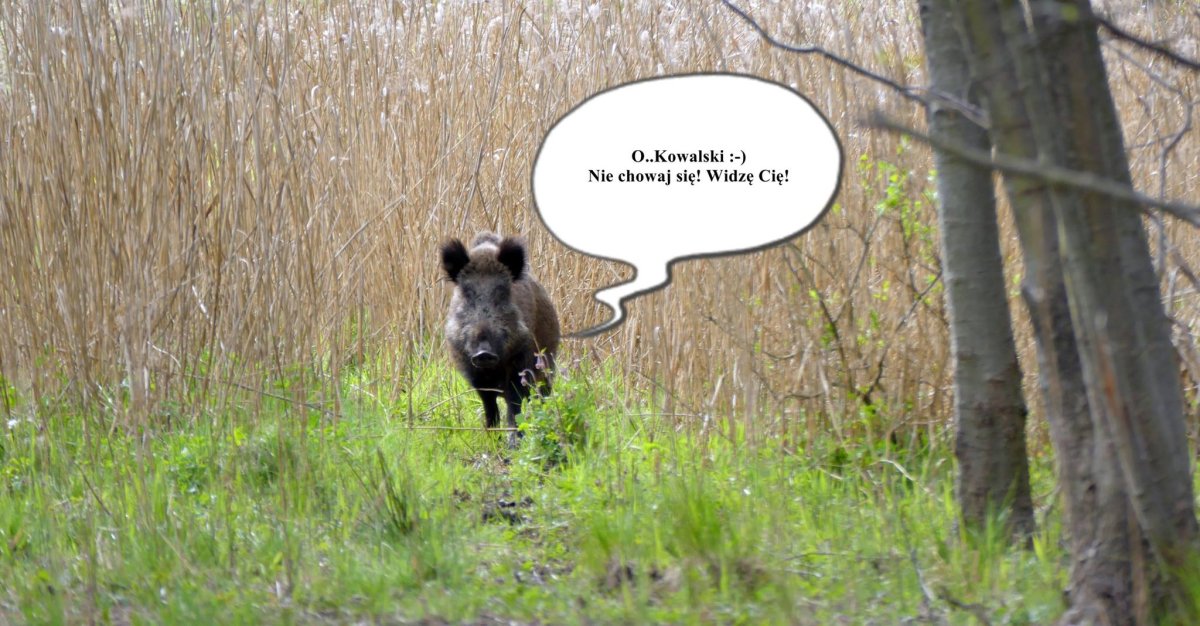 Свинья на аву