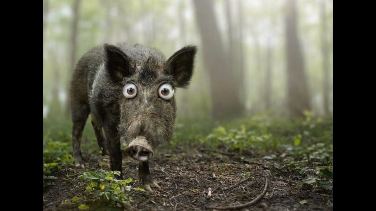 Кабанчик обкашлять вопросик