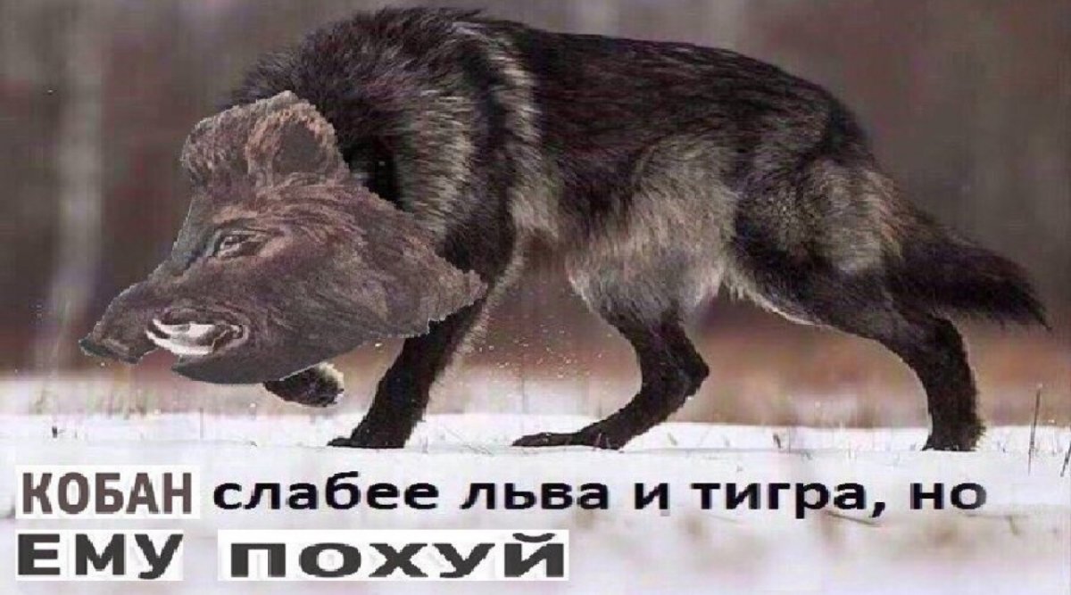 Лесной кабан Геншин