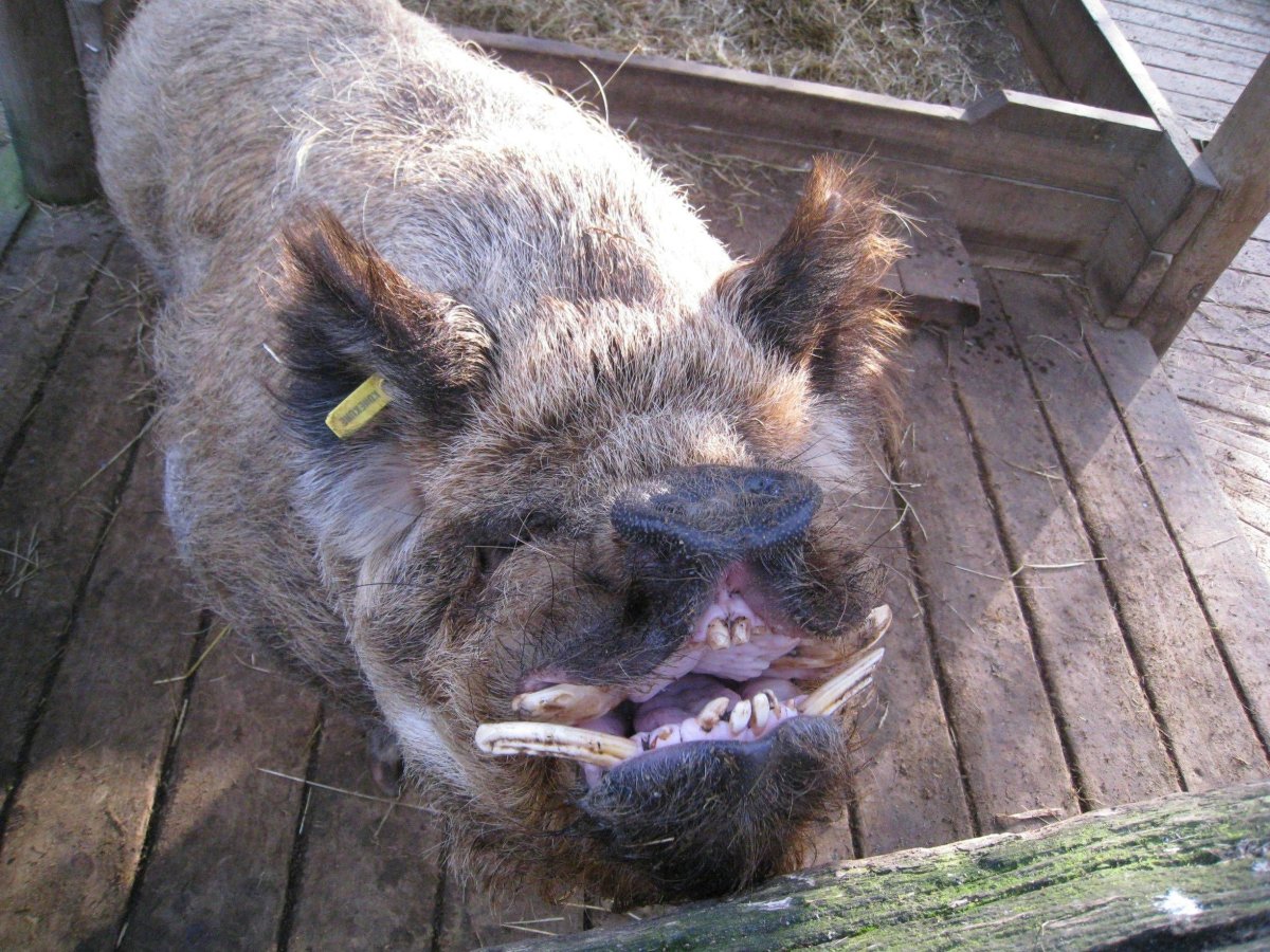 Когда кончились патроны