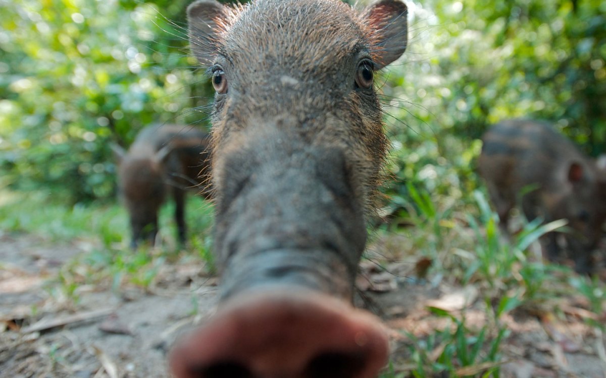 Спартаковский кабан