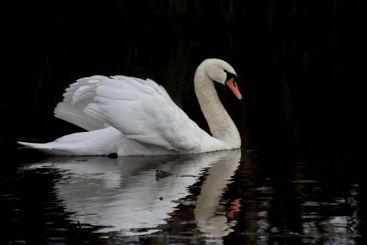 Фото лебеде на конкурс лебёдушка